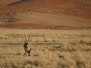 Namibia Namib Naukluft Oryx