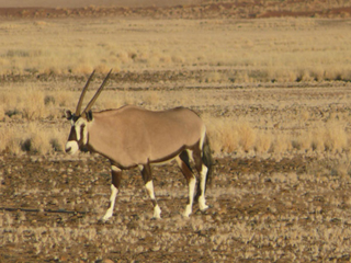 Namibia Namib Naukluft Oryx