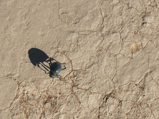 Namibia Namib Naukluft Beetle