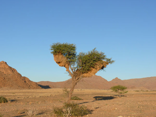 Namibia Namib Naukluft Nest