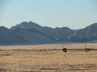 Namibia Namib Naukluft  Strauss