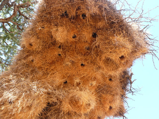 Namibia Namib Naukluft Nest