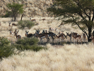 Namibia Springbock