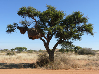 Namibia Namib Naukluft Tree