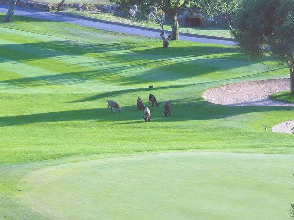 Son Termens Golf Course
