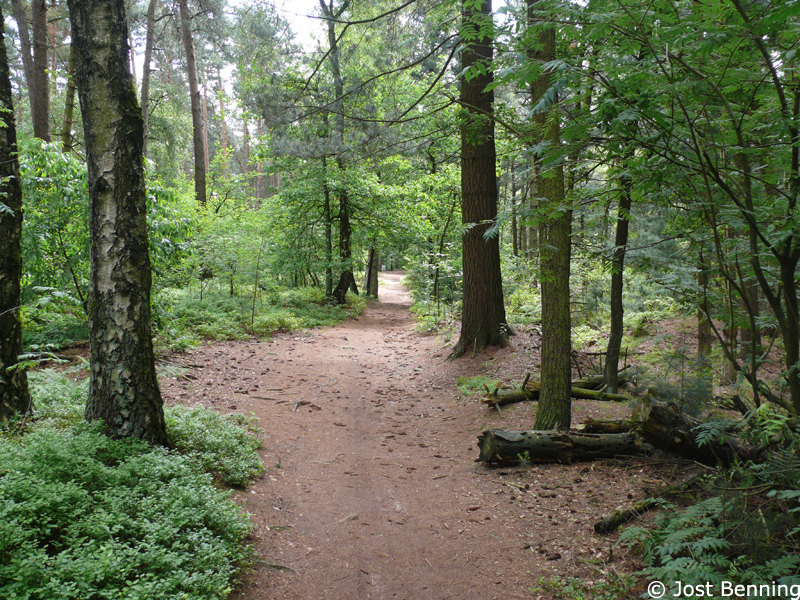 Hermannweg Hörste nach Tecklenburg